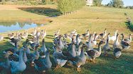 AU SOUTIEN – La filière foie gras mobilise autour de ses producteurs